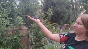 первый полет стрижа, выпускаем на волю