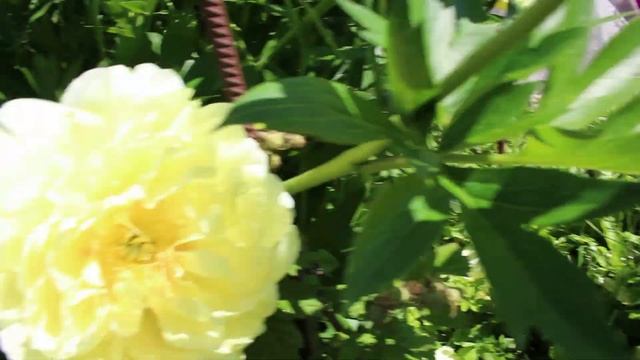 Пион Бартзелла в саду смотреть онлайн