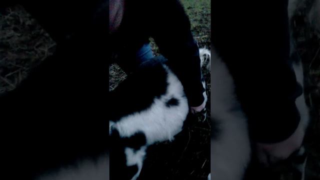 Skill-39-Giving SQ and IM injection to ruminant (goat) смотреть онлайн