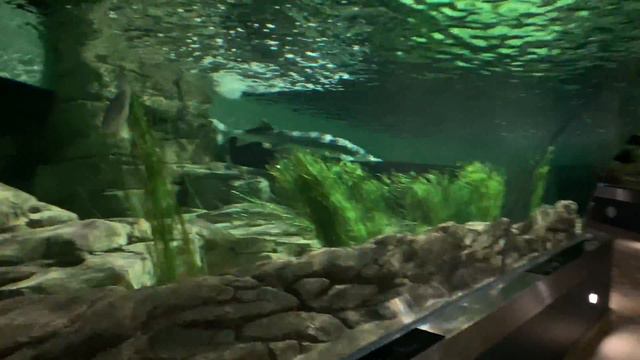 Sea Museum and Dolphinarium Klaipeda you must visit / Морской музей и дельфинариум Клайпеда смотреть онлайн