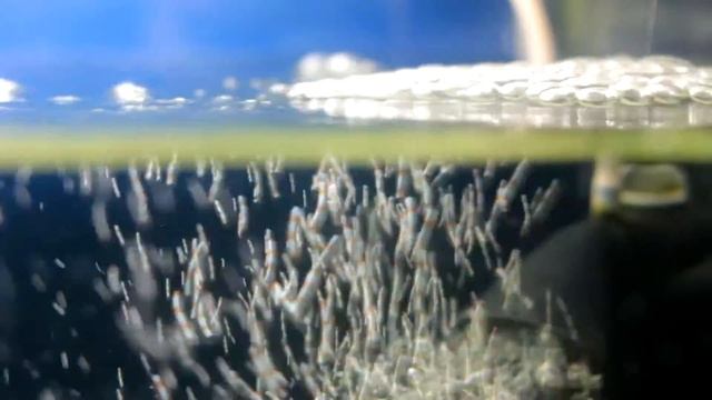 Аквариум с рыбками: попугай, сомы. Как выращивать рыбок. Съемка на Canon EOS 700D Kit EF-S 18-55 смотреть онлайн