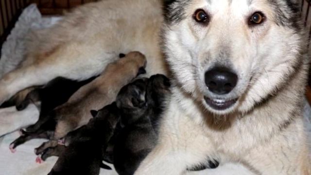 Мужчина не понимал почему алабай перестал спать в своей будке, но стоило заглянуть внутрь смотреть онлайн