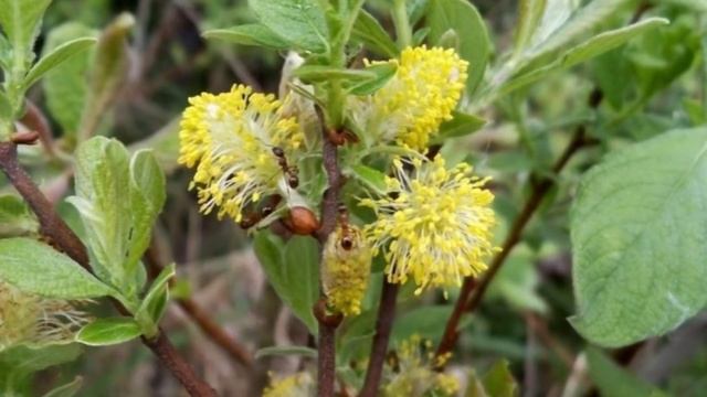 Медонос ИВА ушастая смотреть онлайн