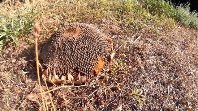 Ёж? Не Ёж?! Как Ёж!