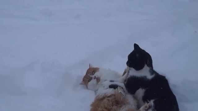 коты дерутся, собака разнимает смотреть онлайн
