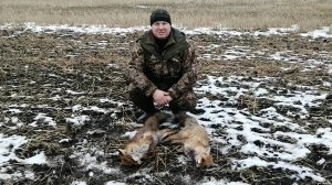 Охота на лису с норными собаками. Добыли сразу двух лис с одной норы. Two foxes in one hole