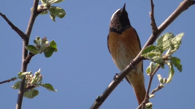 Обыкновенная горихвостка поёт ранним утром [Phoenicurus phoenicurus] смотреть онлайн