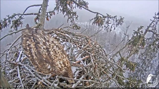 Орлан Латвия 23122021 смотреть онлайн
