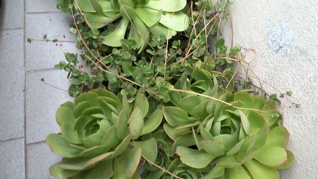 Jardin de Echeveria elegans Rosa de Alabastro de mi vecina 140521 / 2 смотреть онлайн