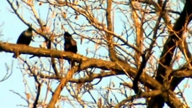 Звуки природы пение птиц : скворцы!!! смотреть онлайн