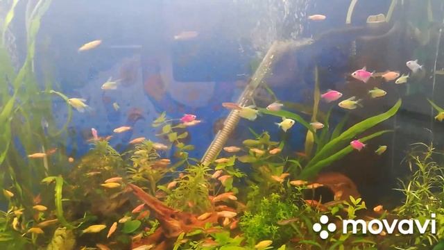 Что делать, если появились зелёные водоросли?! #цветениеводы #algae_aquarium смотреть онлайн