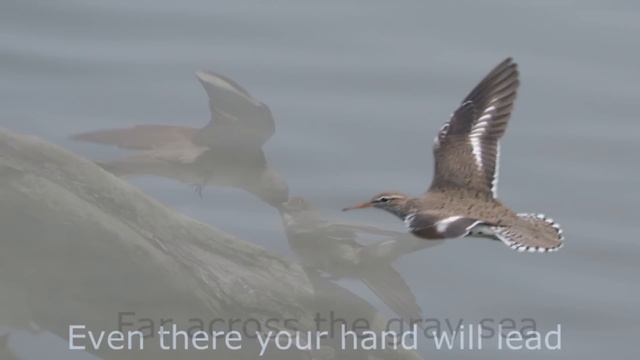 If I Flee on Morning Wings - Fernando Ortega смотреть онлайн
