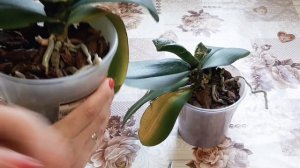 Как легко удалить пожелтевшие и повреждённые листики у ОРХИДЕИ