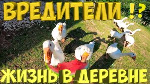 Гуси вредители ?!  Попробовал покосить поле. [Жизнь в деревне]