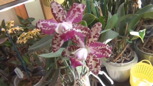 Цветущая впервые Cattleya Green Emerald 'Orchid Queen' смотреть онлайн