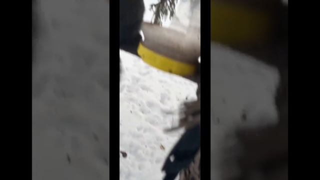 Кормлю рыжую белочку по имени Рыжка 16 ноября 2023г-1часть смотреть онлайн