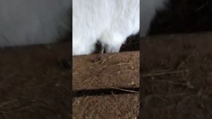 А надо ли стричь копыта козам???