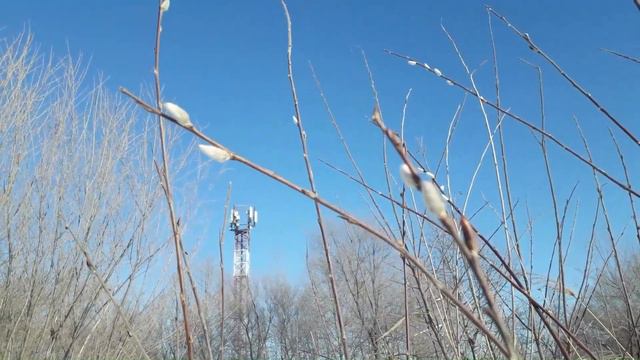 Дальний Восток. 6 февраля 2023 года. Верба цветёт. Причуды ивы остролистной... Природная аномалия. смотреть онлайн