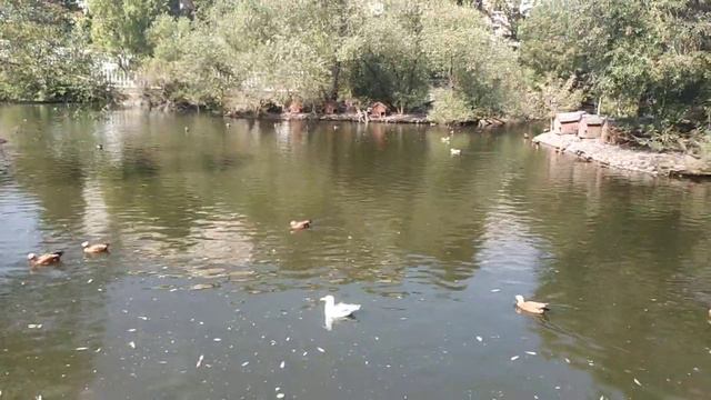 Московский зоопарк. Пруд. смотреть онлайн