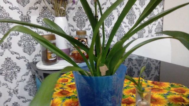 Орхидеи без субстрата))Камбрии.Обзорная беседа.)) смотреть онлайн