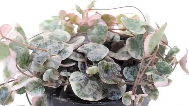Ceropegia woodii f. variegata смотреть онлайн
