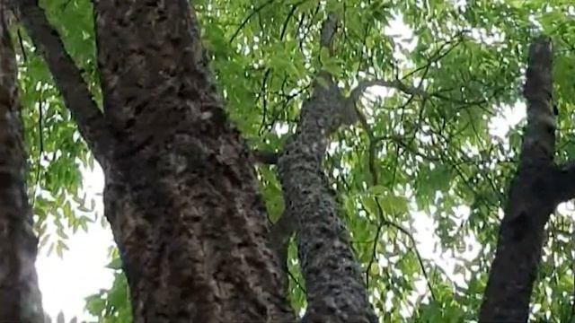 Бархат амурский смотреть онлайн