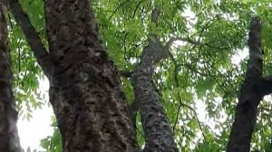 Бархат амурский