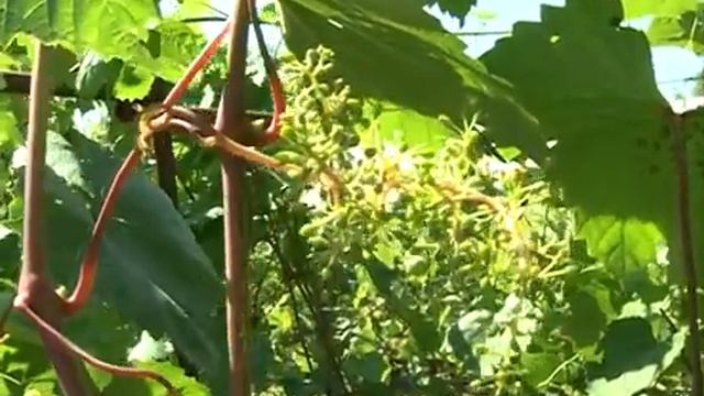 Гроздья винограда вызывают восторг смотреть онлайн