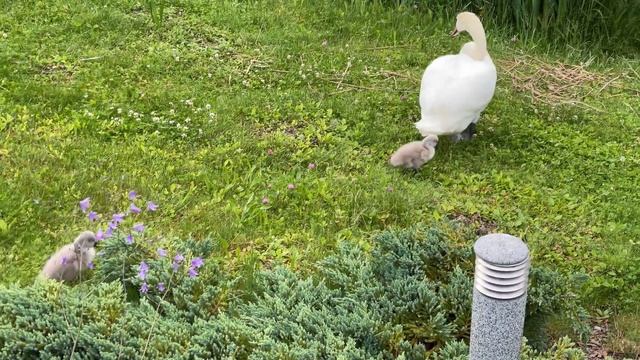 Вот так гости! Лебеди с птенцами! Редкие съемки, 4K смотреть онлайн