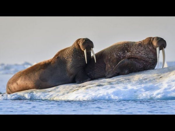 ЧТО ЗА ЗВЕРЬ: МОРЖ