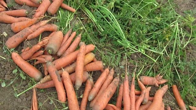 Урожай моркови в 2023 году: сколько корнеплод прибавляет в весе осенью ежедневно смотреть онлайн