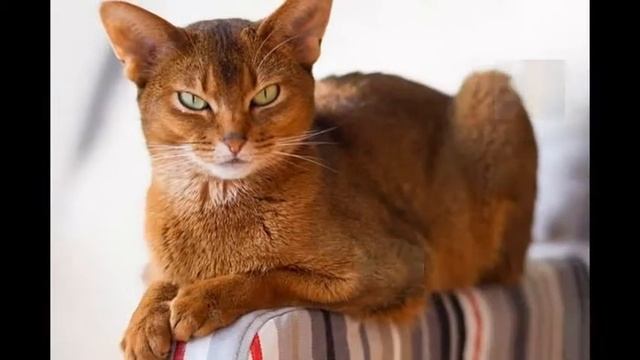 Топ-10 самых красивых пород кошек смотреть онлайн