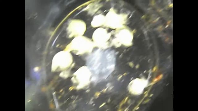 Как развивается икра улиток.