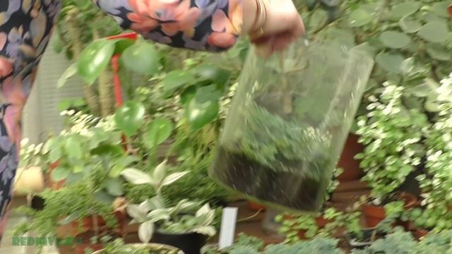 Растения для полюдариума. смотреть онлайн