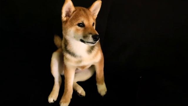 ИЧИ 4 МЕСЯЦА. ЩЕНОК СИБА-ИНУ // Ichi is 4 months old. Puppy Shiba Inu смотреть онлайн