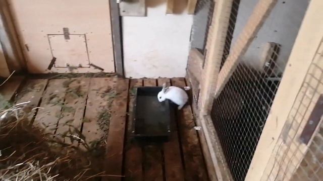 МЕСЯЧНЫЕ КРОЛИКИ В ВОЛЬЕРЕ, РАЗВЕДЕНИЕ КРОЛИКОВ, смотреть онлайн