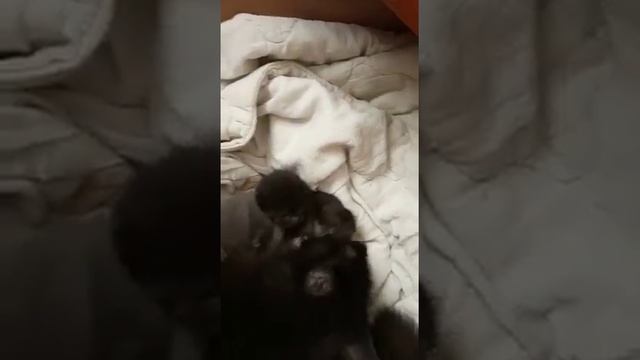 Котята растут уже полных восемь дней смотреть онлайн