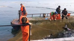 Рыбалка в Камчатском крае! Ставной невод!