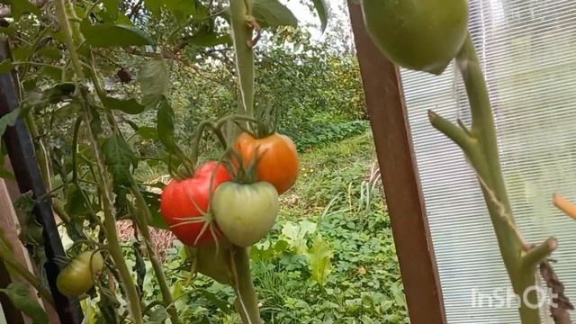 Томат Копия или Золото скифов  в теплице 20.08 2023