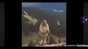 бобёр кричит ААА (мем)