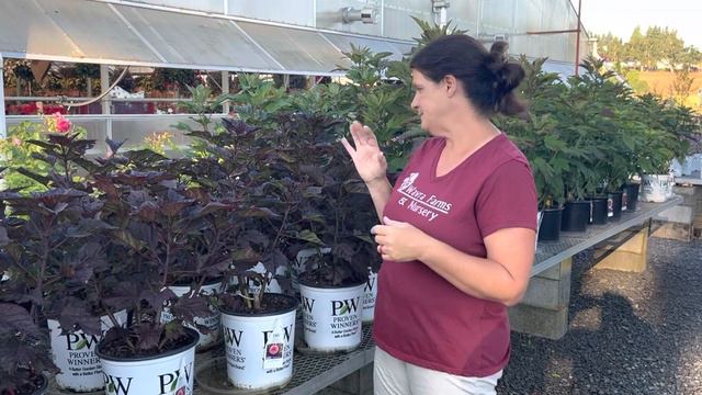 Perennial Hibiscus update. Proven Winners Edge of Night. смотреть онлайн