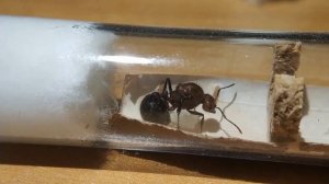 КАКОЙ ЛУЧШИЙ ВИД МУРАВЬЕВ ДЛЯ НОВИЧКА? ТОП 5 ЛУЧШИХ ВИДОВ ДЛЯ НАЧАЛА!