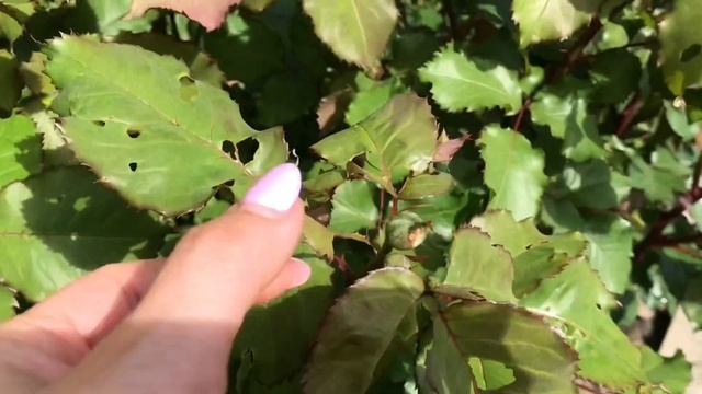 Обнаружены на розах: тля, листовёртка, трипсы. Вторая обработка роз ⁉️ смотреть онлайн