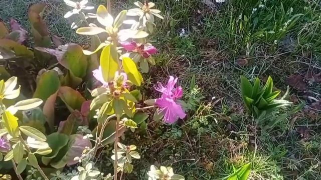 зацветает рододендрон Ледебура смотреть онлайн