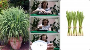 сажаю лемонграсс на рассаду