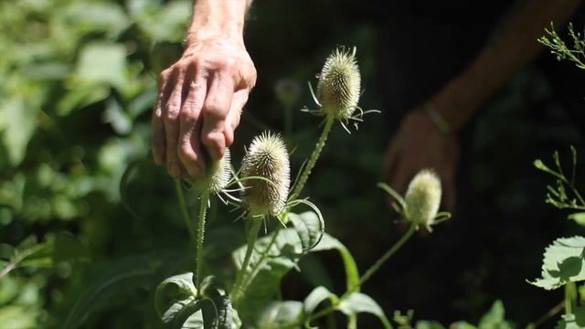 Dipsacus Sylvestris (Common Teasel)