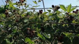 Ежевика в теплице на 6 июня. Теним теплицу