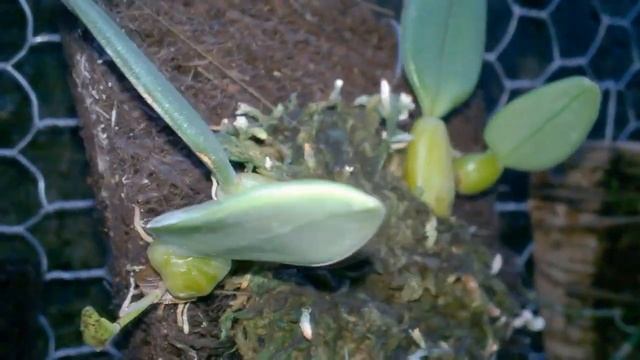 Орхидеи Бульбофиллумы на блоках в орхидариуме. #Bulbophyllums Orchids #Доминикана #орхидеи_на_блока смотреть онлайн