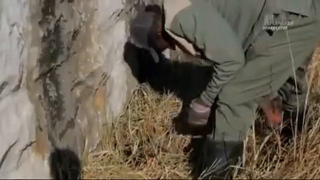 ЖИВАЯ_ПРИРОДА_ВИДЕО_Оприроде_04_Королева_львов смотреть онлайн