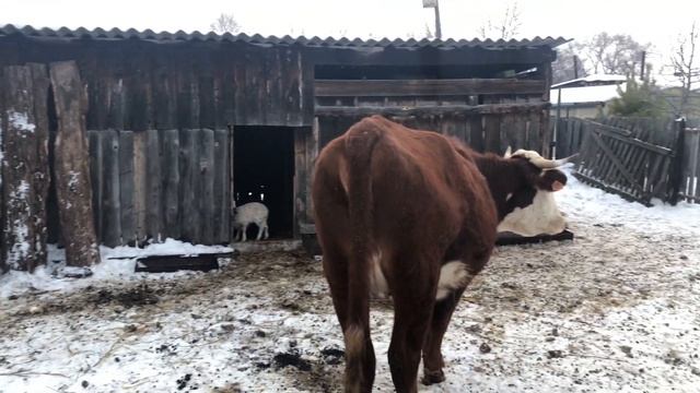 Коровы дома ?. Окотились две овцы . Погиб ягнёнок ? смотреть онлайн